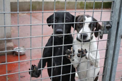 canile mariano|Sopranimaux: refuge chien, chat